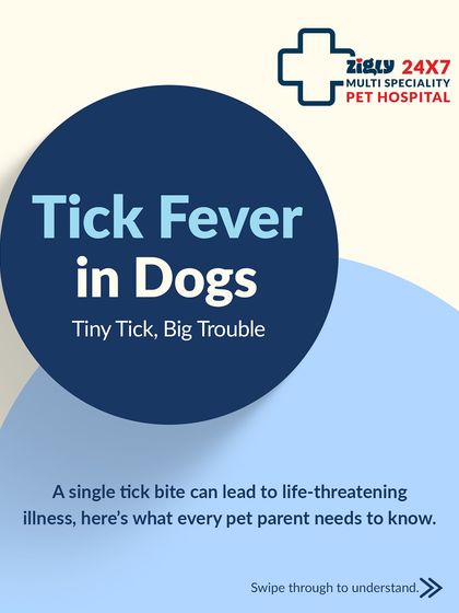 Zigly - Veterinary Services Preventive Care: A Lifetime of Health photo 11