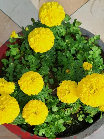 Bhardwaj - Urban Gardening Consultation A Riot of Colorful Flowers photo 84