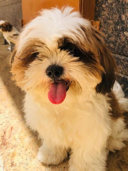 A happy Shih Tzu with its tongue out. A sign of a relaxed and happy dog.