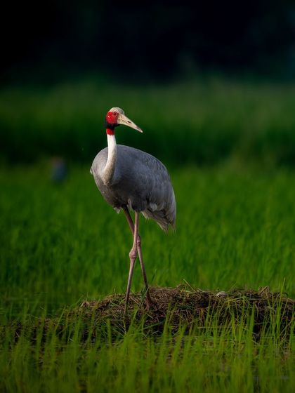 A full-length portrait of a Sarus Crane standing tall in the Dhanauri wetlands. This shot showcases its incredible height and stately presence.