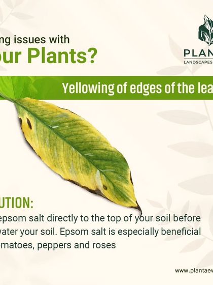 Expert Plant Health & Maintenance Tips photo 4