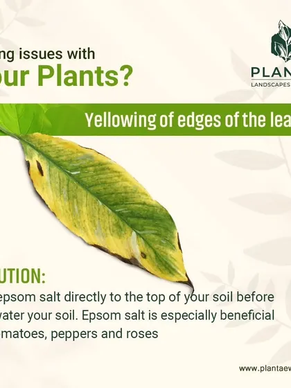 Yellowing along the edges of leaves can indicate a magnesium deficiency. An easy fix is to add Epsom salt to the top of your soil before watering. This is especially beneficial for plants like tomatoes, peppers, and roses.