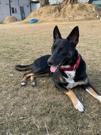 Sheru posing like a pro, enjoying the freedom of our large outdoor play area.