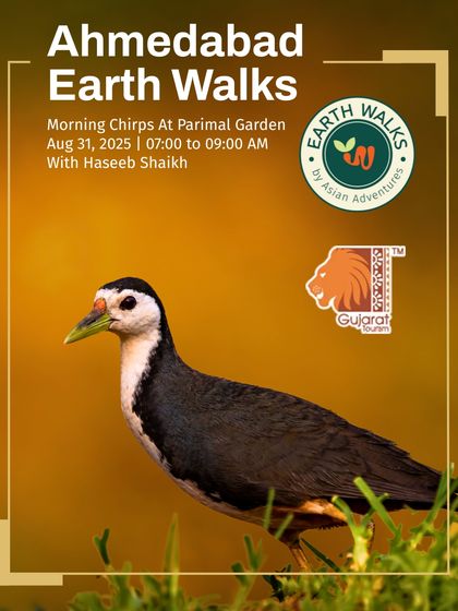 Urban Bird Watching photo 19