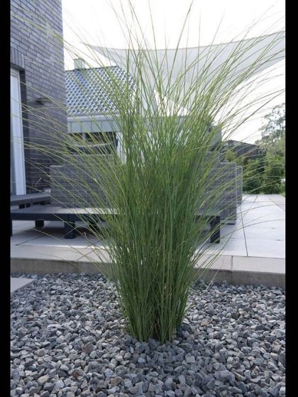 Palms, Leafy Greens & More photo 7