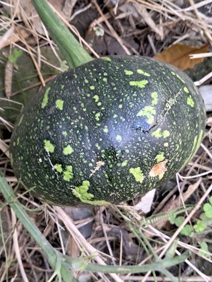 Bhardwaj - Urban Gardening Consultation Grow Your Own Organic Vegetables photo 44
