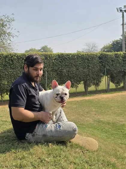A quiet moment with this adorable French Bulldog on the lawn.