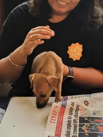 A small puppy explores the newspaper-covered table during our Art with Puppies workshop in Chennai.