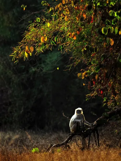 A langur monkey sits under a tree, perfectly lit. This is a quiet, contemplative moment, showing that powerful images can also be peaceful.