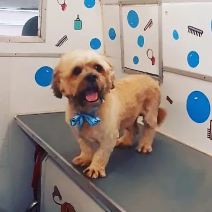 This little doggo is looking proud and happy after his grooming session.
