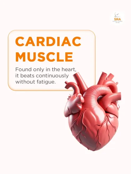 Cardiac muscle is found only in the heart. It is a powerhouse that beats continuously without fatigue to pump blood throughout your body.