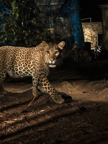 This is Luna, a leopardess I have followed for years. She has thrived in the urban jungle of Aarey Colony, learning to navigate human spaces with incredible stealth. Her story has changed our understanding of what it means for wildlife to be 'wild'.