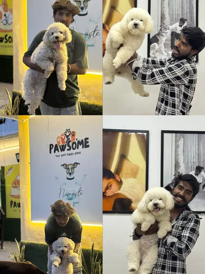 A collage of happy moments with this fluffy white poodle. Every photo tells a story of trust and happiness.