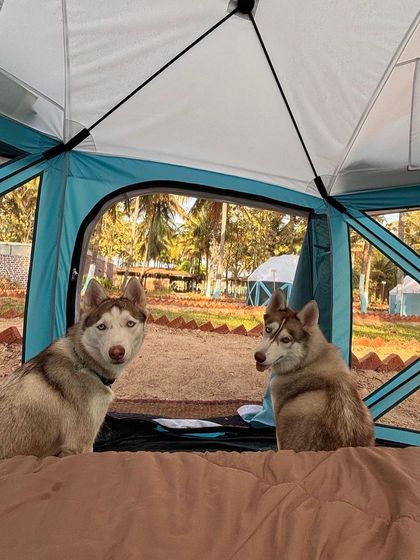 PL Paws - Dog Fostering Program It Takes a Village: Our Fund Appeals photo 3