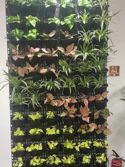 This is the finished living wall for our corporate client, featuring a mix of Money Plant, Spider Plant, and Aglaonema to maximize air purification and visual appeal.