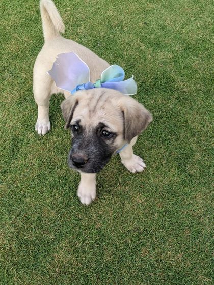 PL Paws - Dog Adoption Services Happy Tails: Our Adoptees in Their Forever Homes photo 67