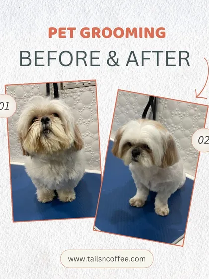 The glow-up is real! This before and after shot of a Shih Tzu shows the difference a professional grooming session can make. We focus on a neat, healthy trim that not only looks great but also improves your pet's comfort and hygiene.
