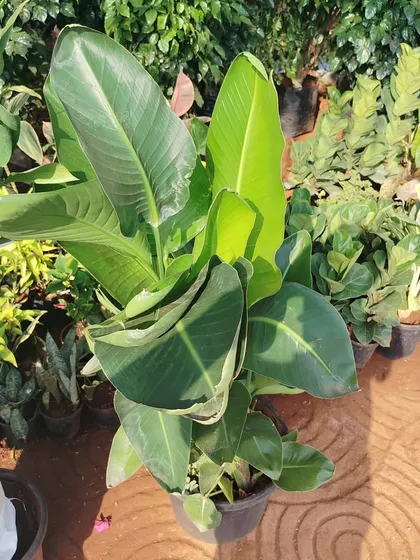 A beautiful Bird of Paradise plant at my nursery. Its large, banana-like leaves make a bold statement in any garden or large indoor space.