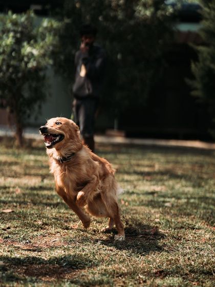 Watson the Golden Retriever enjoying a run in the sun. A happy dog is a tired dog, and we have plenty of space for them to run until they're ready for a nap.