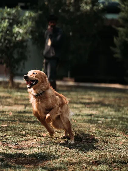 Watson the Golden Retriever in his element. Whether it's chasing a ball or just running for fun, there's always action at Eva's Inn.