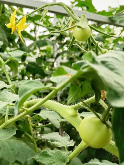 Another view of our indeterminate tomato plants, with small yellow flowers indicating future fruit. We are always planning for the next cycle of production.