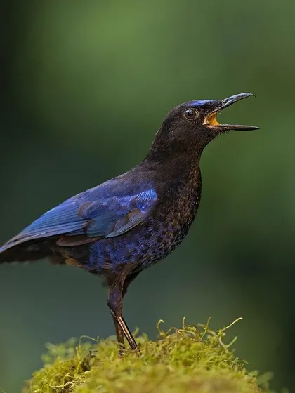 The Malabar Whistling Thrush lets out its melodious call. This shot captures the moment of song, bringing the sound of the forest to a visual medium.