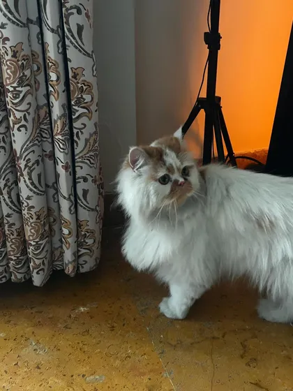 Pikachu exploring his room. The space is his to command during his catcation.