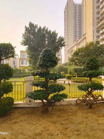A lineup of various Ficus bonsai and topiary styles installed in a villa's back lawn, creating an exotic and permanent green feature.