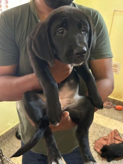 This 2 month old female puppy has been adopted. Thank you to her new family for giving her a loving home.