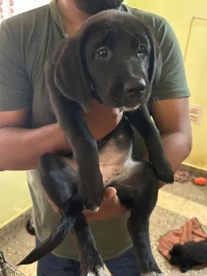 ADOPTED! The final picture of this little girl before she went to her loving home. Every adoption is a victory.