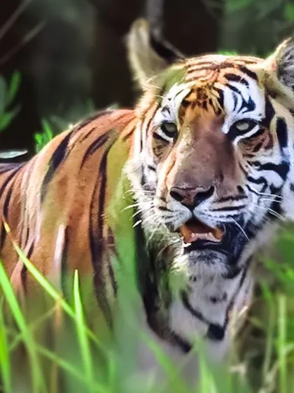 There's nothing quite like the moment you lock eyes with a tiger in its domain. This is the magic I want you to experience on one of my curated wildlife safaris in places like Bhadra Tiger Reserve. It's a powerful, humbling moment that stays with you forever.