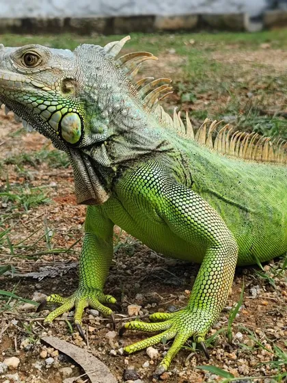 He looks like a little dinosaur posing for the camera. It was an honor to care for him.