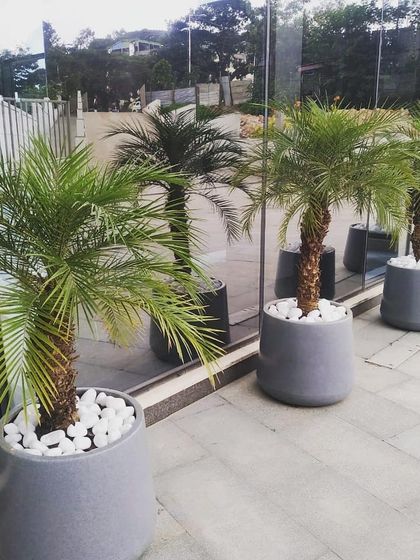 Morning Dews Landscapes - Interior Landscaping & Green Walls Planters for Commercial Spaces photo 4