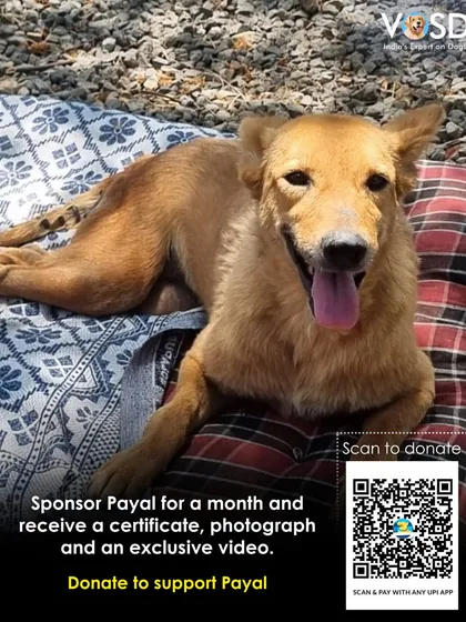 Payal's hind legs were paralyzed in a road accident. She needs daily physiotherapy and lifelong support that she can only get here. You can become her guardian by sponsoring her monthly care, and we will send you a personal update on her journey.