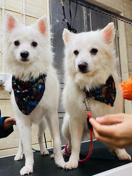 The handsome duo, Dollar and Sikka, looking sharp in their matching bandanas after their grooming appointment.