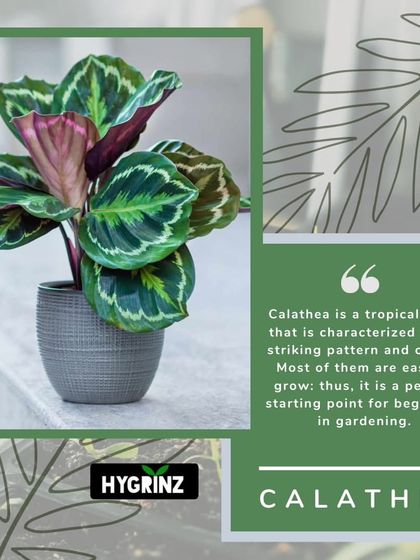 Hygrinz - Plant Sales & Gardening Supplies Indoor Plants for Every Space photo 14