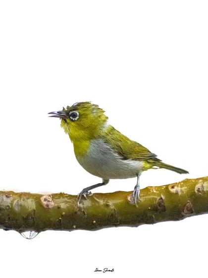 I took this high-key photo of an Oriental White Eye from my terrace during the rain. The white apartment building in the background provided a perfect clean canvas, and you can even see its reflection in the water droplet on the branch.