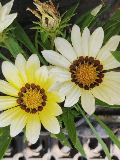 A repeat of the two Gazania varieties.