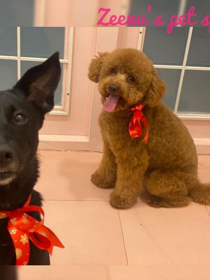 Zeenu's Pet Spa - Dog Grooming & Spa We Love All Breeds photo 7