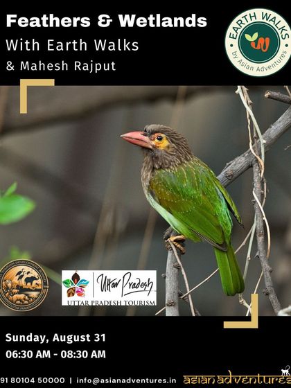 Urban Bird Watching photo 10