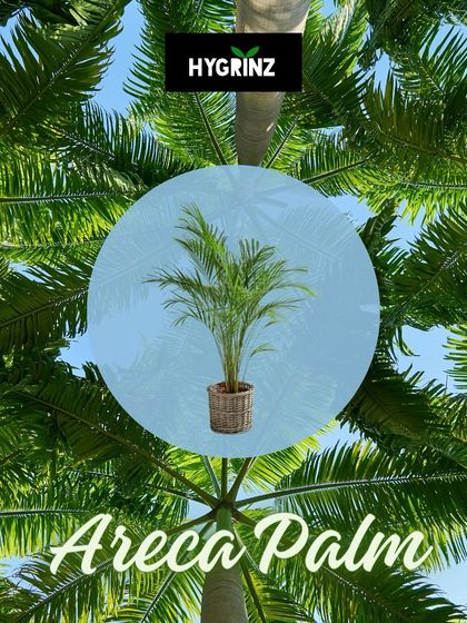 Hygrinz - Garden Design & Landscaping Our Plant & Flower Showcase photo 14