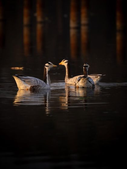 An interaction between two Bar-headed geese, their necks crossing as they swim. It’s these small moments of connection that I love to capture.