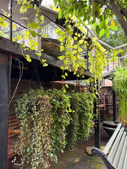The beautiful, cascading vines at Sweet Smith Mysore are a result of our weekly visits and maintenance. It's incredibly rewarding to see our long-term care pay off so beautifully.