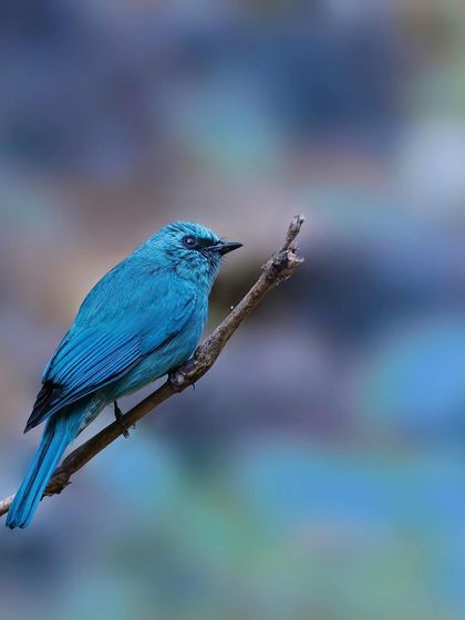 A Verditer Flycatcher is perched on a bare twig against a beautifully blurred, pastel-colored background. This artistic shot emphasizes the bird's striking all-blue coloration.
