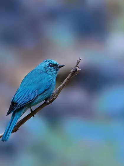A Verditer Flycatcher is perched on a bare twig against a beautifully blurred, pastel-colored background. This artistic shot emphasizes the bird's striking all-blue coloration.