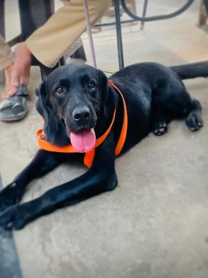 Here's Stella again, looking happy and relaxed at our stall. We are a pet-friendly space and love when our furry friends visit.