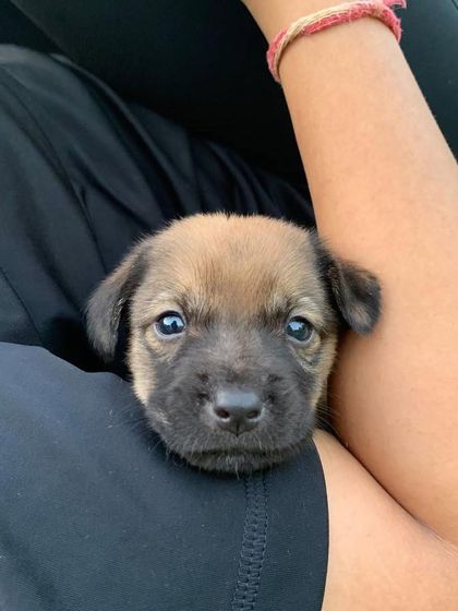 A close-up shot of a tiny, curious puppy peeking out from the arms of a participant.