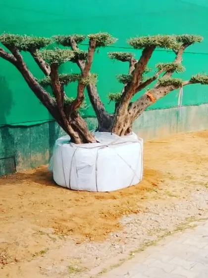 An imported olive bonsai, ready for delivery. These trees are wrapped carefully to protect their root ball during transport.