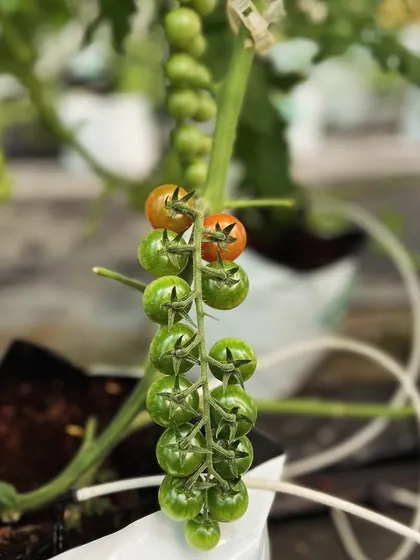 A beautiful shot of our cherry tomatoes beginning to ripen on the vine. The transition from green to orange is a visual reminder of the fresh, natural food we grow.