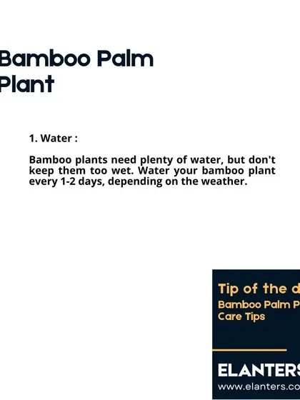 Bamboo Palm Care: Water. These palms need plenty of water, but don't like to be soggy. Depending on the weather, watering every 1-2 days is a good rule of thumb.